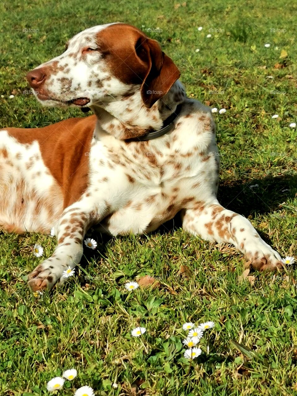 Dog is getting his vitamin D
