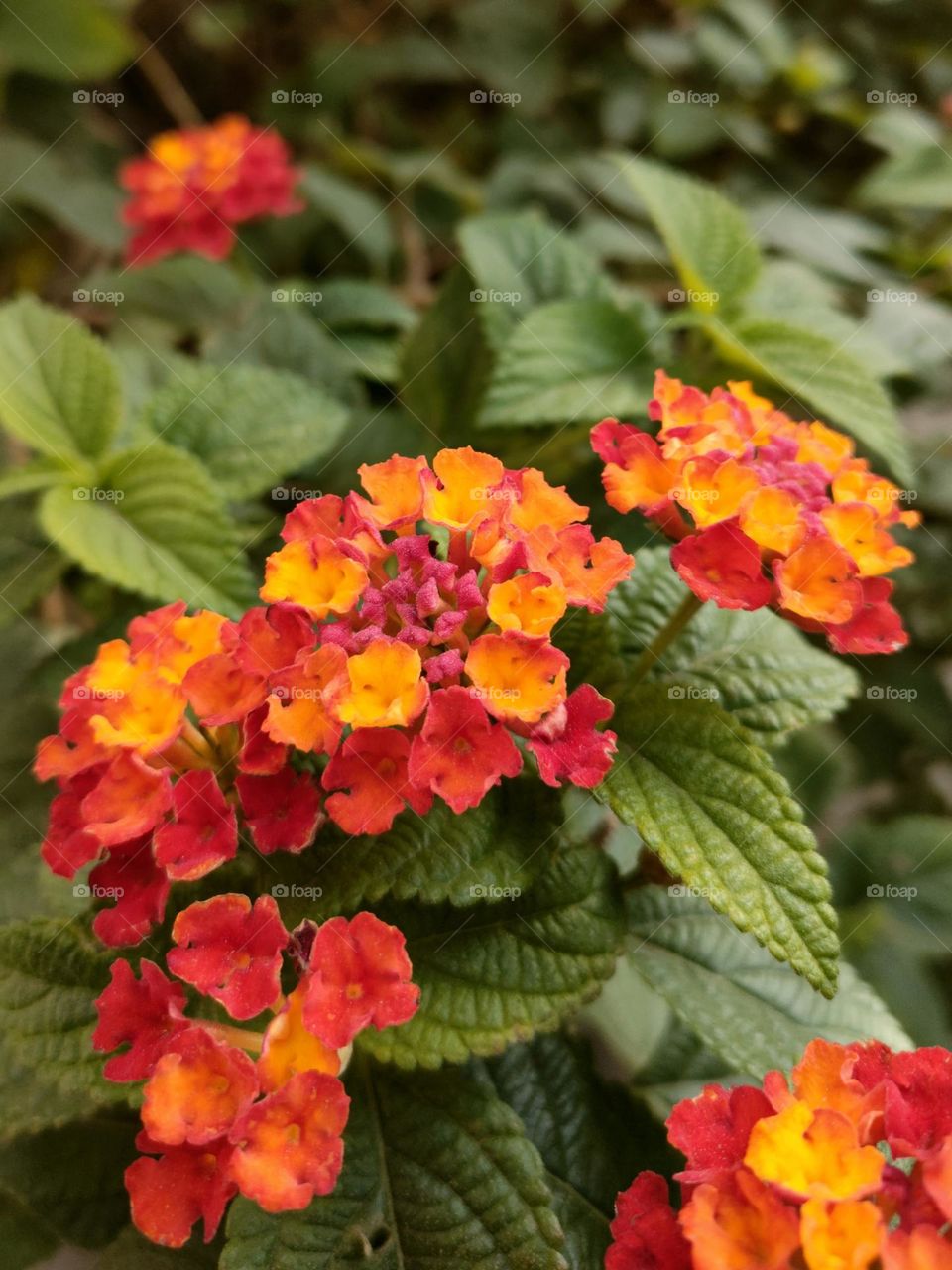 Red flowers