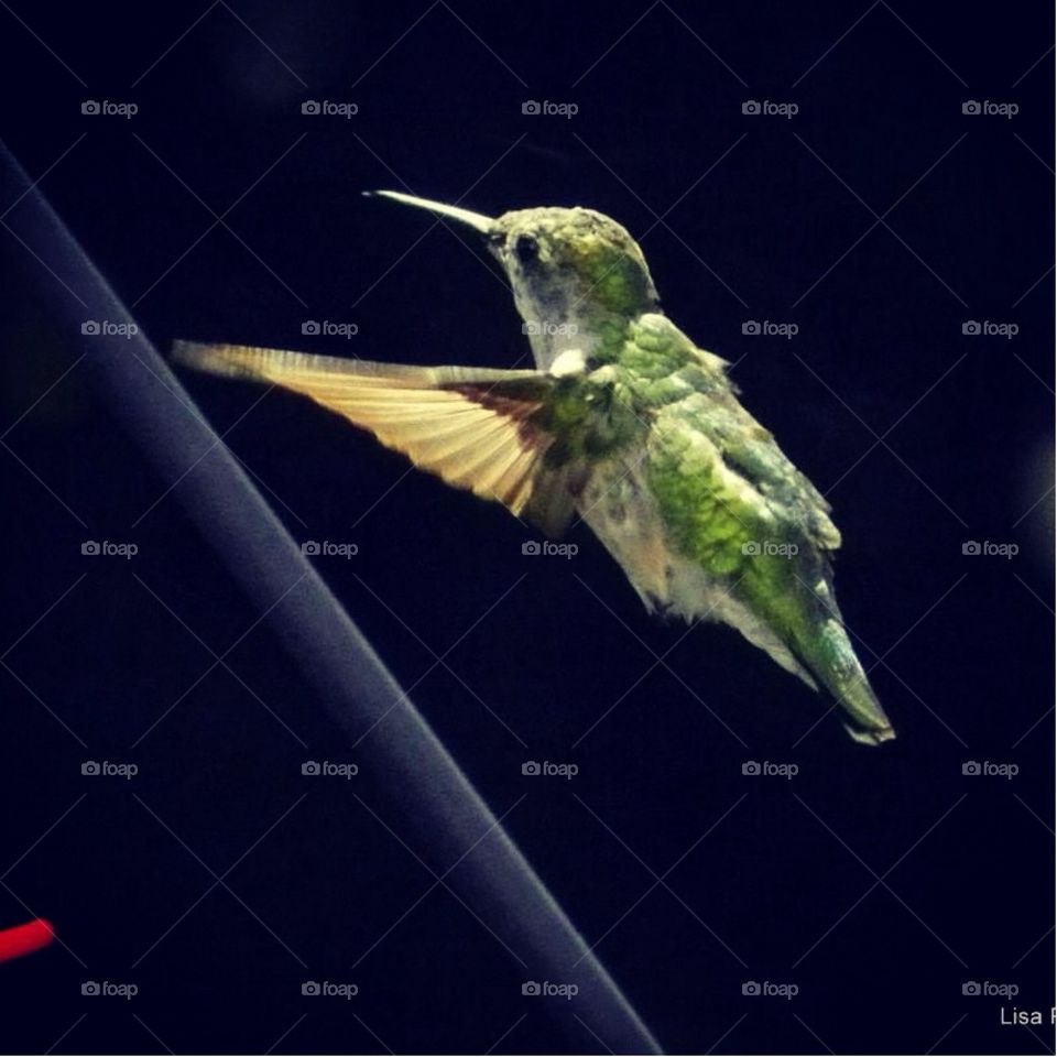 Hummingbird