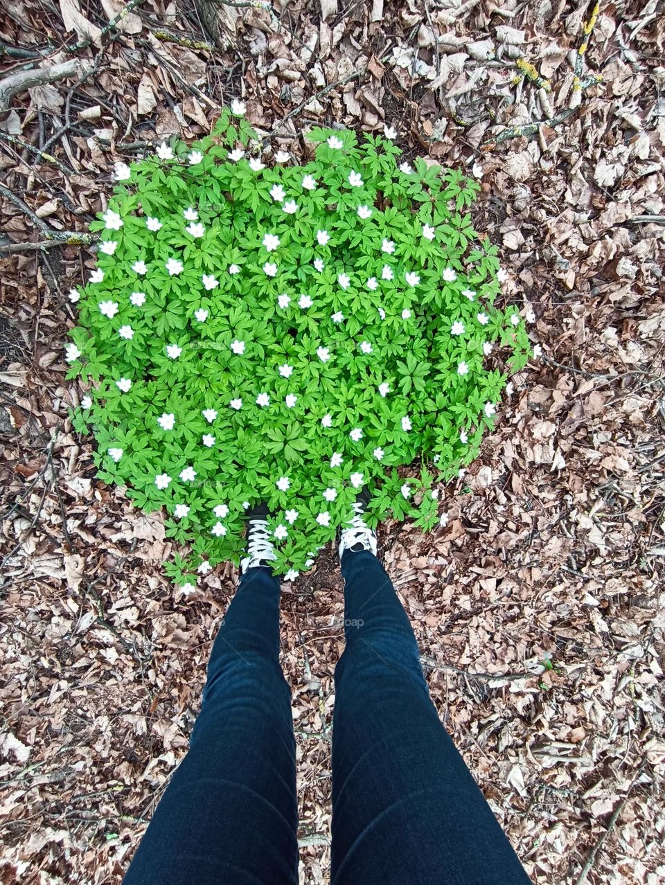 green leaves and flowers growing in ground and legs shoes top view, love earth