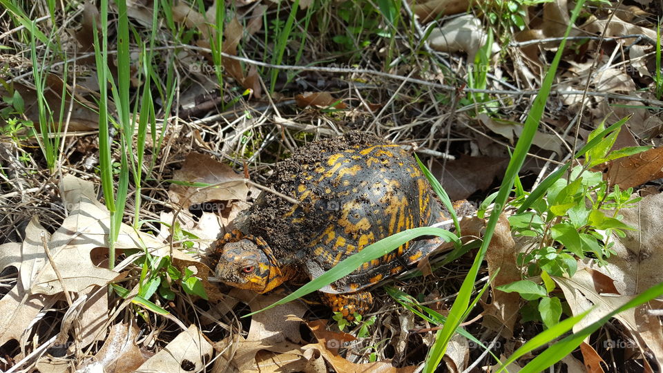 Nature, Wildlife, Outdoors, Grass, Wild