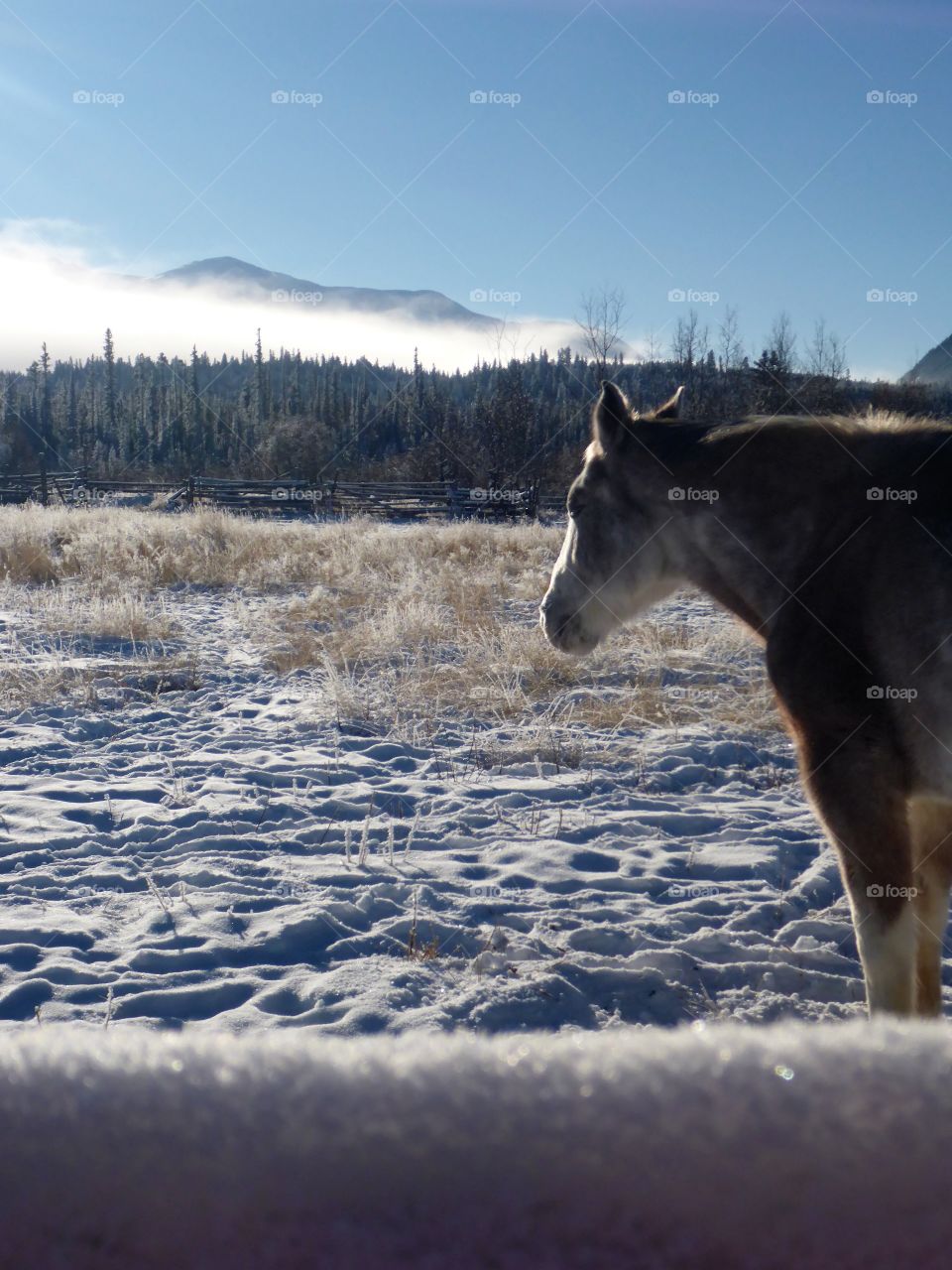 Farm horse