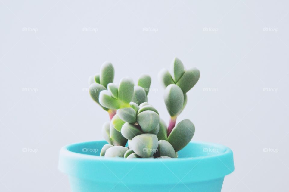A succulent plant in a blue pot