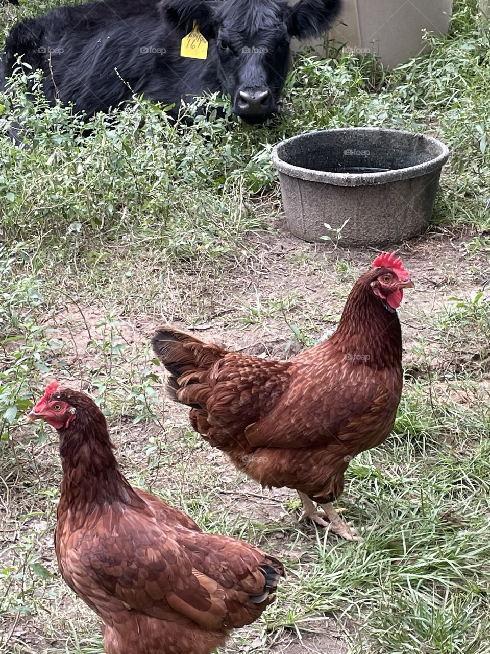 Pretty Chickens! ❤️