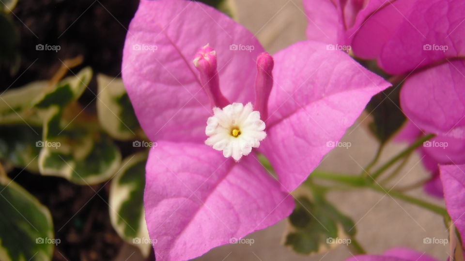 bougainvillea