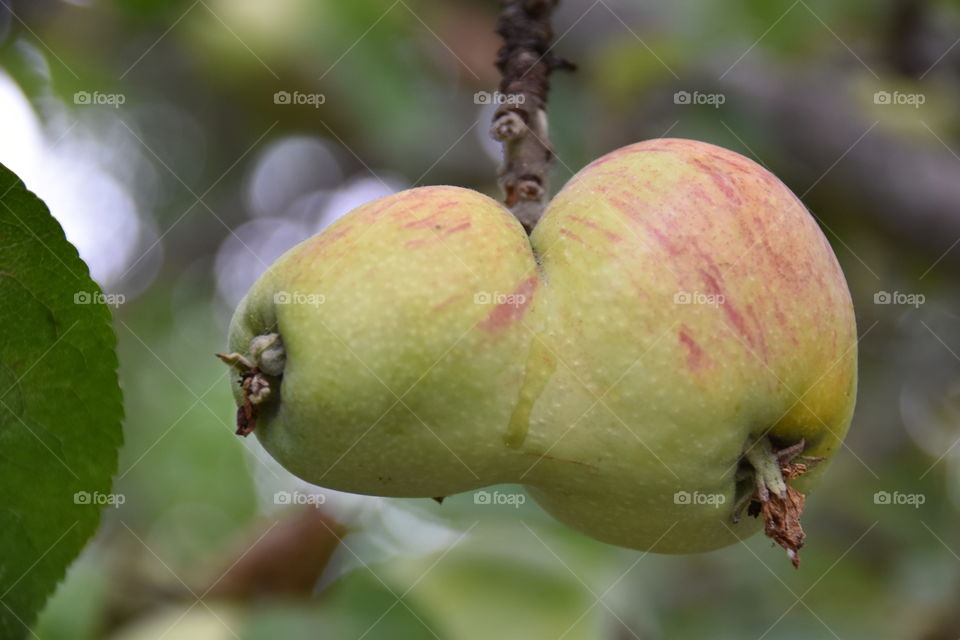 Apple Twins on an Apple tree - funnily loking fruits