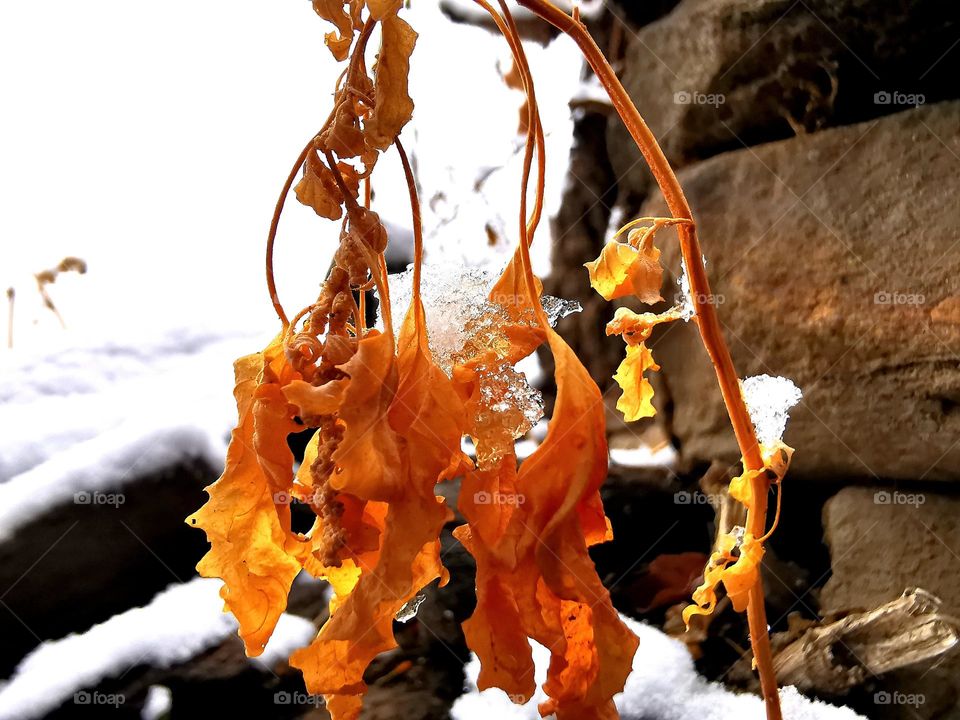 Winter season snowed leaves