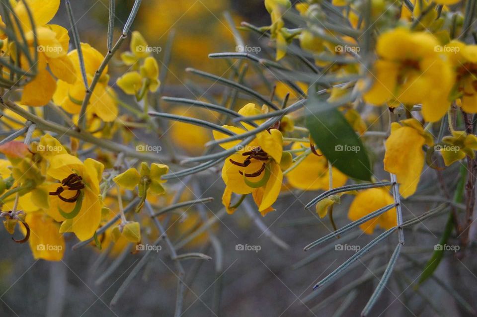 yellow flowers in the garden
