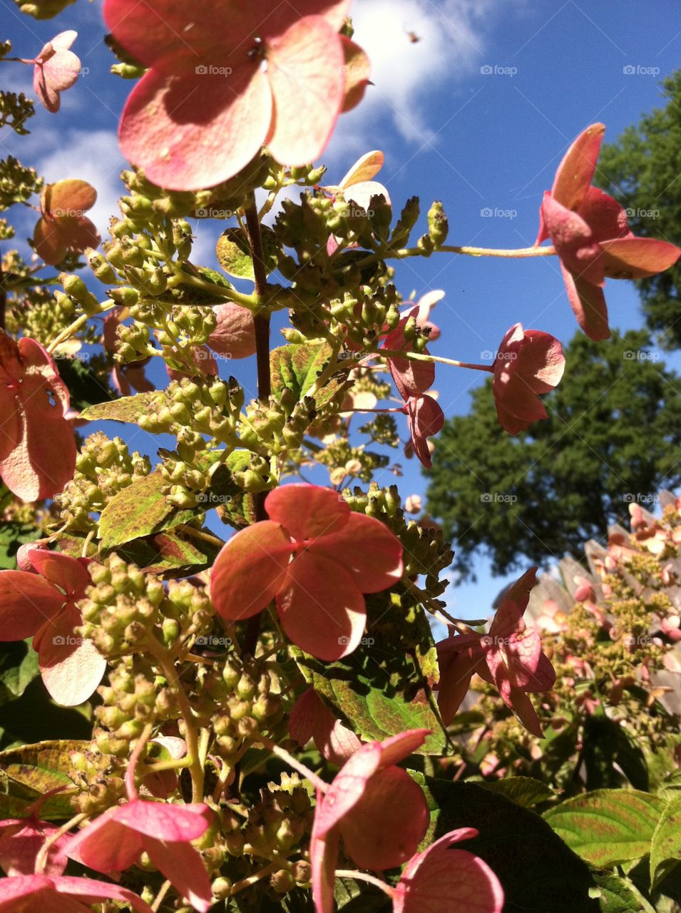Pink flowering bush and sky 