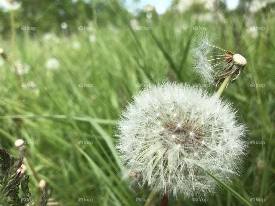 Dandelion 