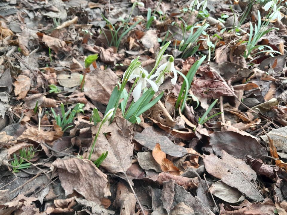 snowdrops