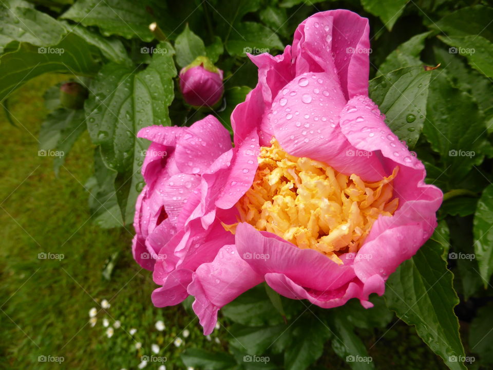 peony