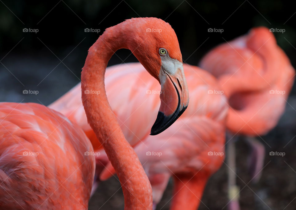 Flamingo