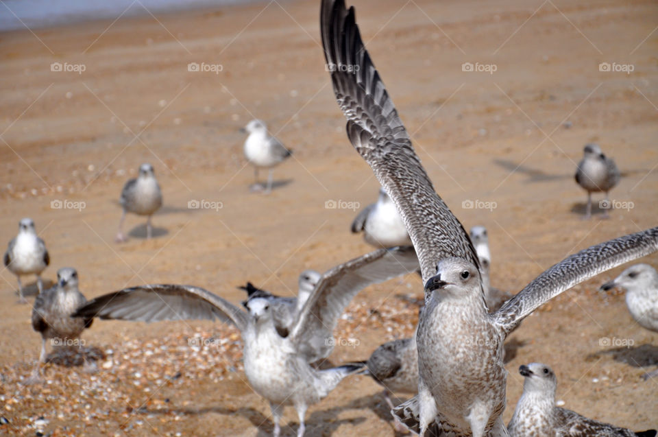 seagulls on the beach