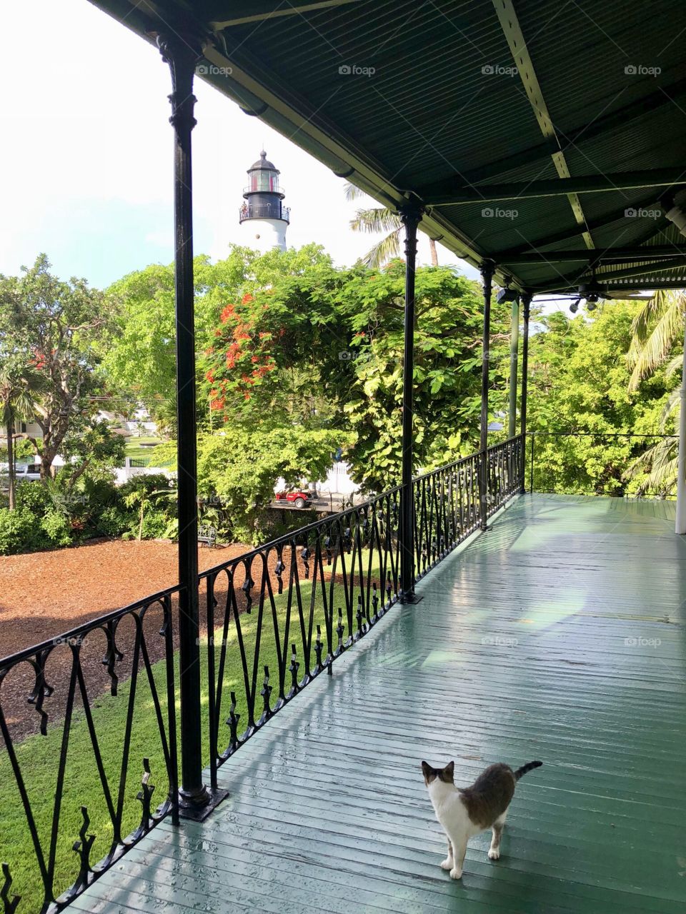 Balcony Cat