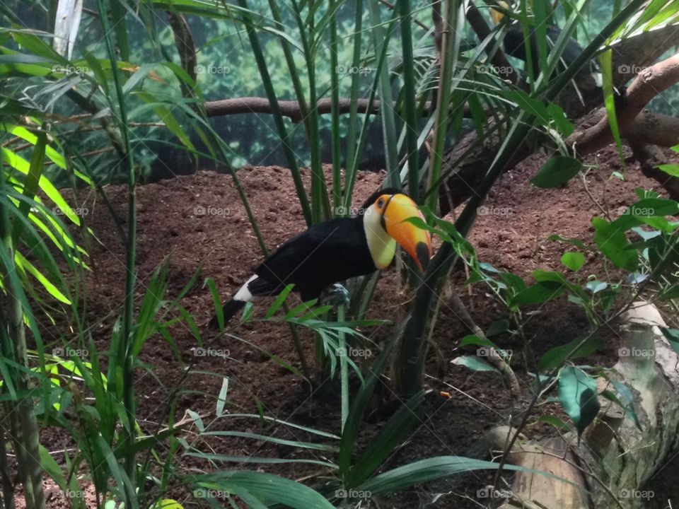 tucan