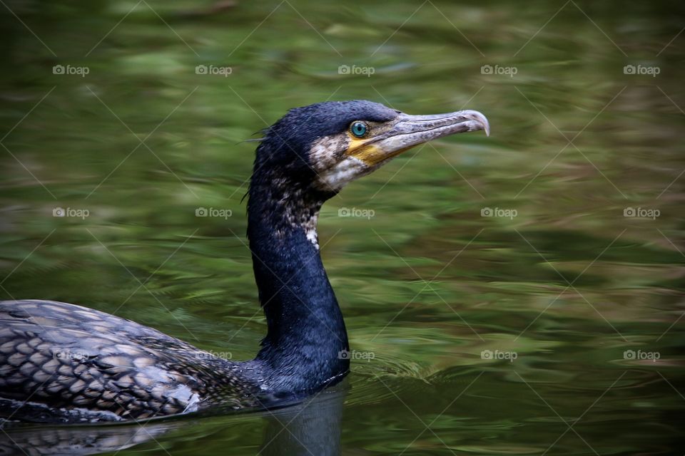 cormorant