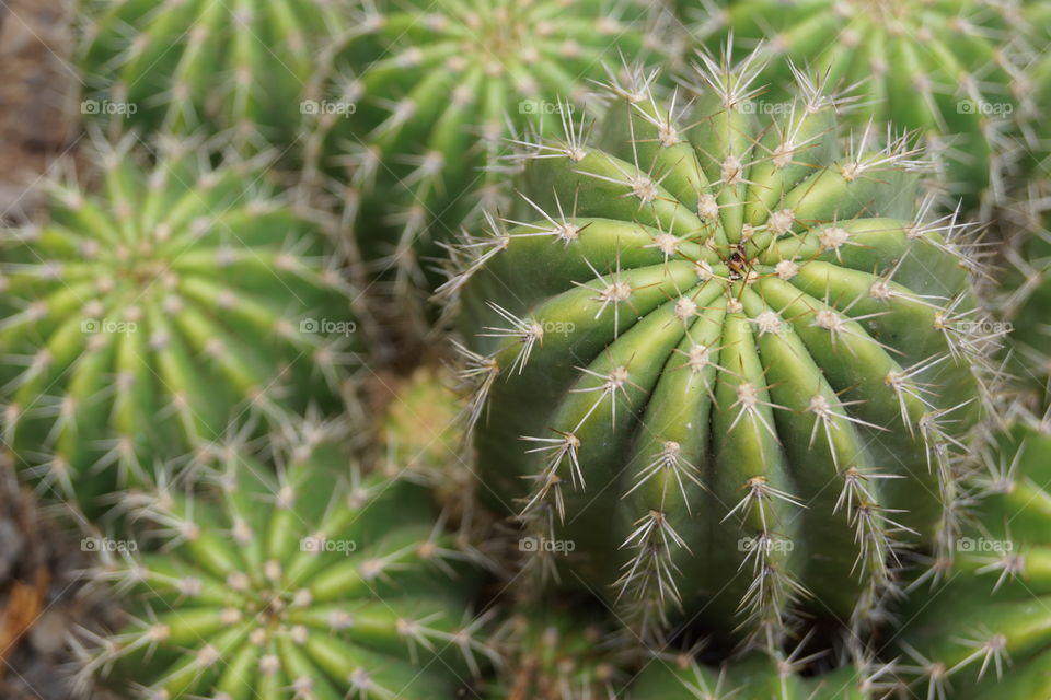 Close-up of cactus plant