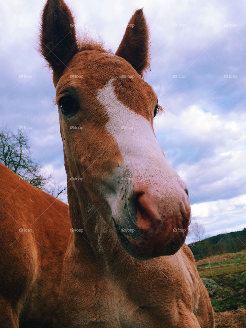Close-up of a foal