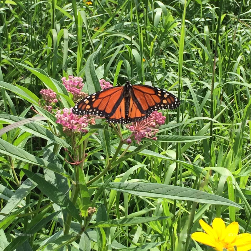 Monarch Butterfly. Butterfly on Governor's Island 