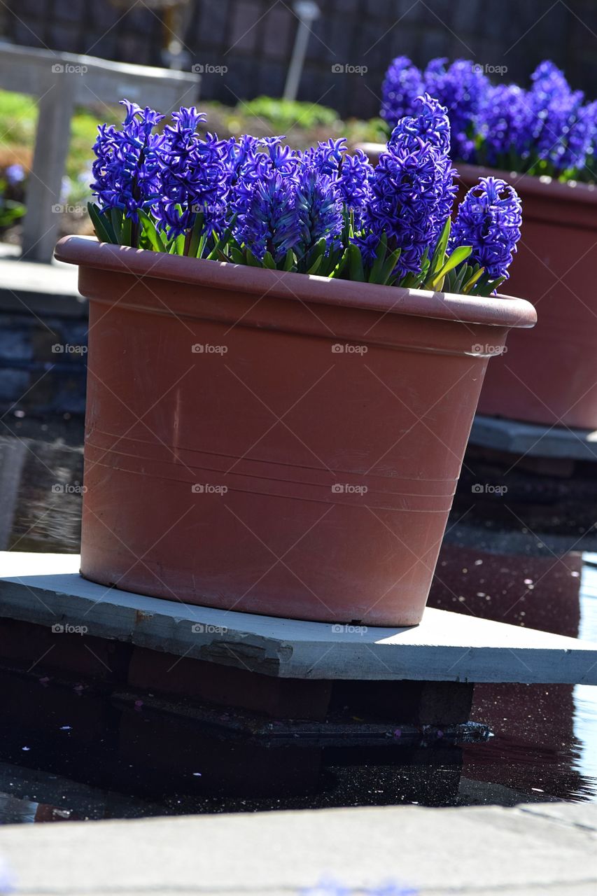 Hyacinth in Pots