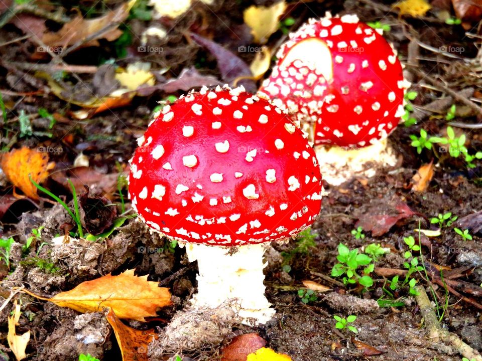 fairy tale mushroom