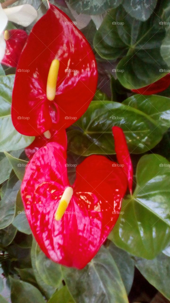 Nature with red flower