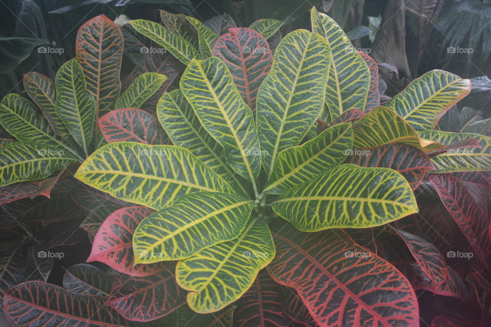 Variegated tropical plant