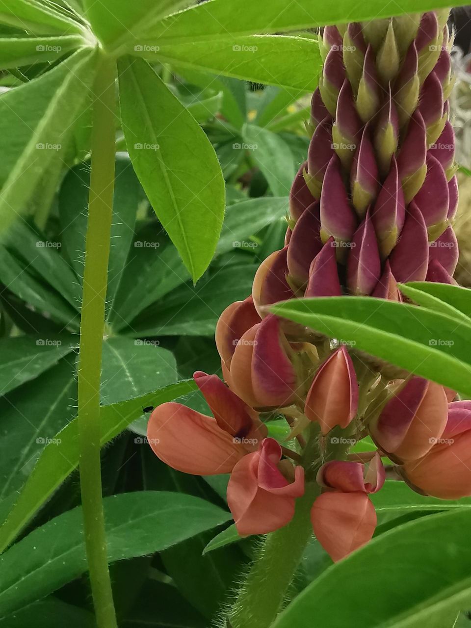 Close-up of pink Lupin flower