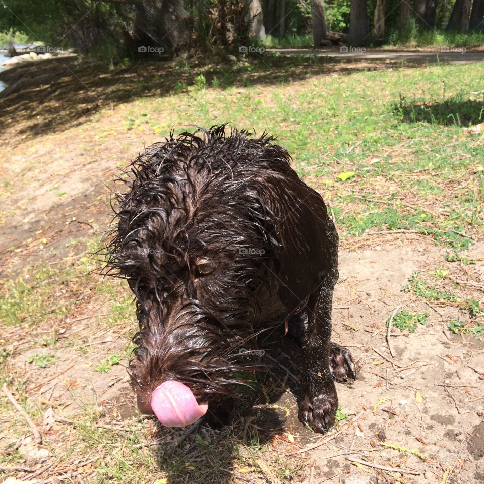 wet dog with tongue out