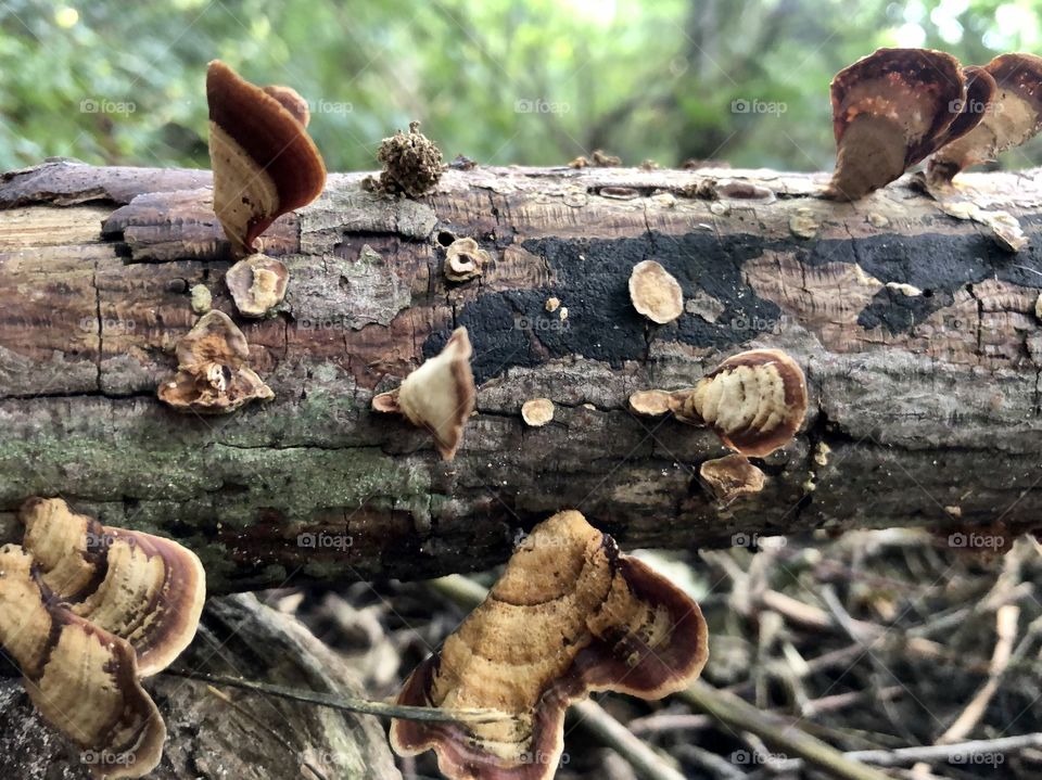 Fungi on rotten log