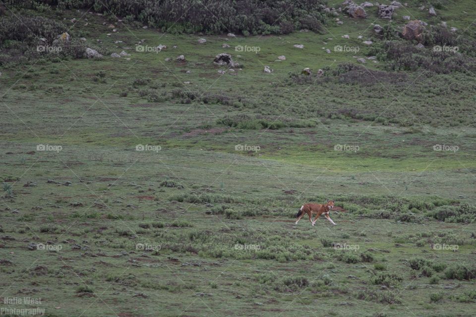 Ethiopian wolf 43