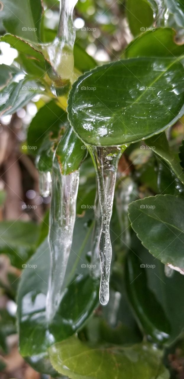 In the winter some nature stays green leafs🍃🍃 all year round here we have some Icicles  hanging from these beautiful green leafs🍃🍃🍃 duing the cold winter days. 🌨❄⛄