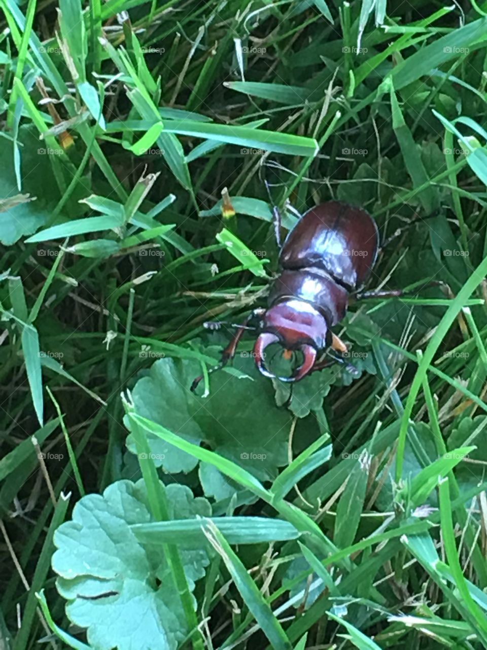 Lucanus Cervus (Stag) Beetle 