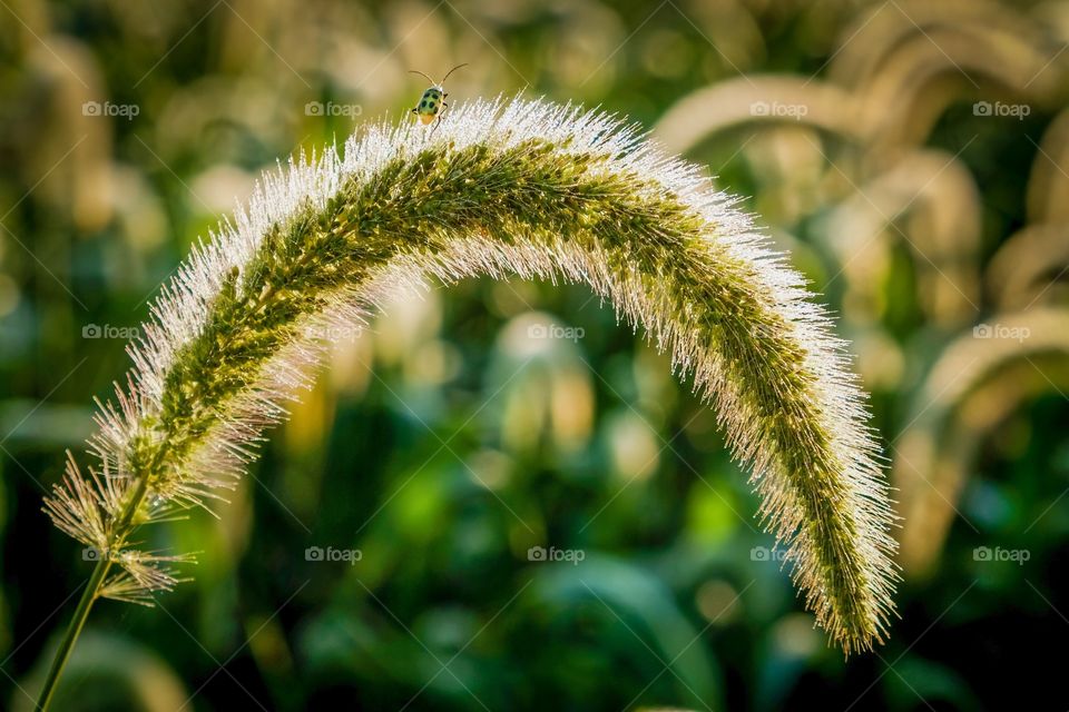 Foap, Art of Composition. A spotted cucumber beetle (Diabrotica undecimpunctata) reaches the apex of a drooping giant foxtail (Setaria faberi). Raleigh, North Carolina. 