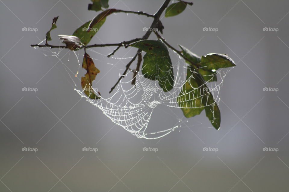 web