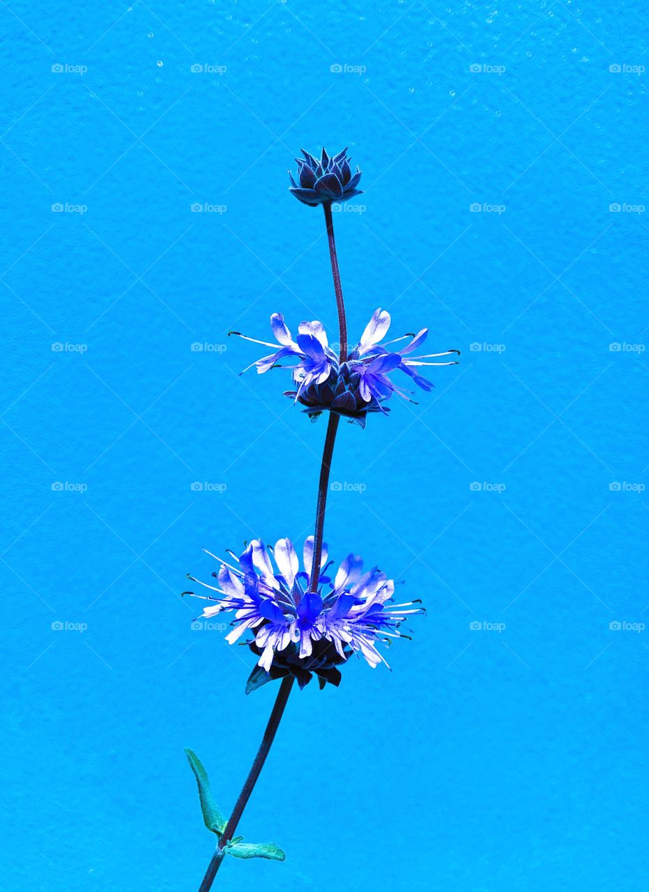 Blue flowers against a blue wall background