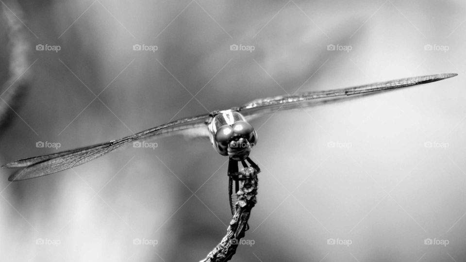 A dragonfly, stand on a tree branch, fighting the incoming wind.