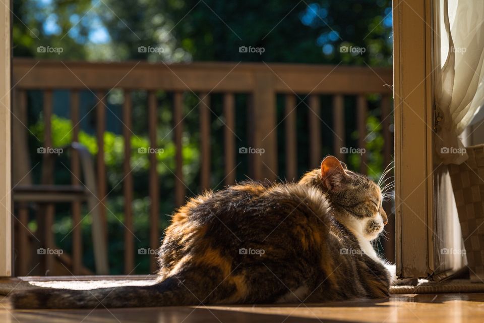 Horizontal photo of a calico cat enjoying the warm summer sun shining in through an open door