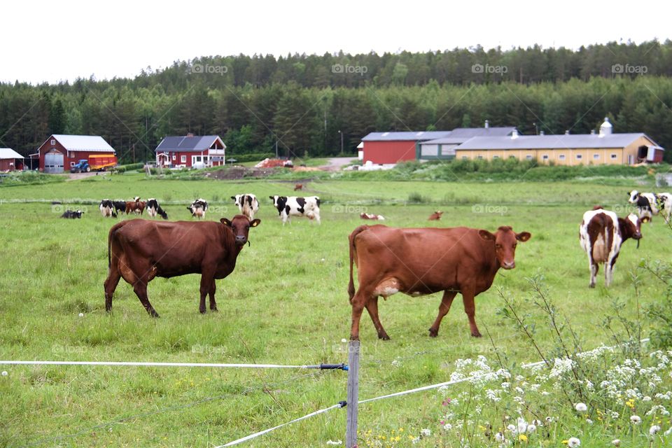 Cows farm