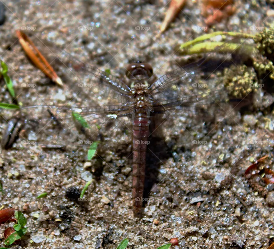 Dragon fly