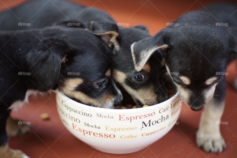 Puppies at feeding time 