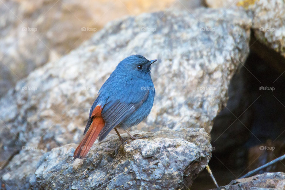 Plumbeous Water Redstart (Male)
