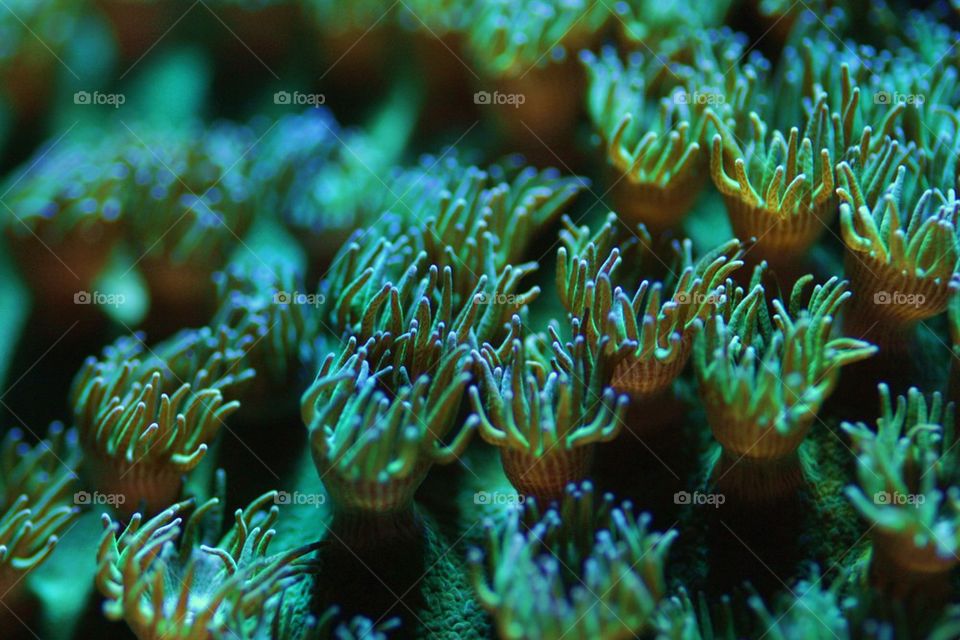 Pagoda Coral