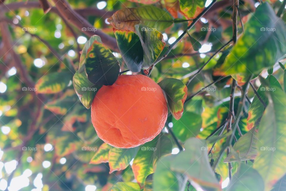 orange tree 