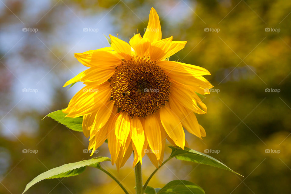 Sunflower. Sunflower in bloom