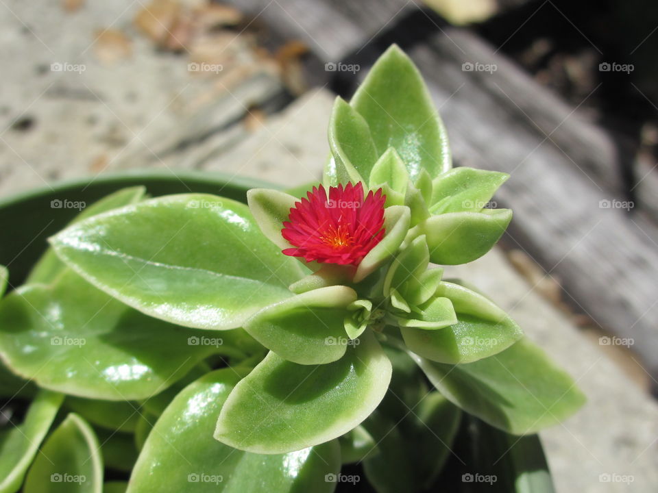 Flowering Succulent. Flowering Hoya succulent with red blossom