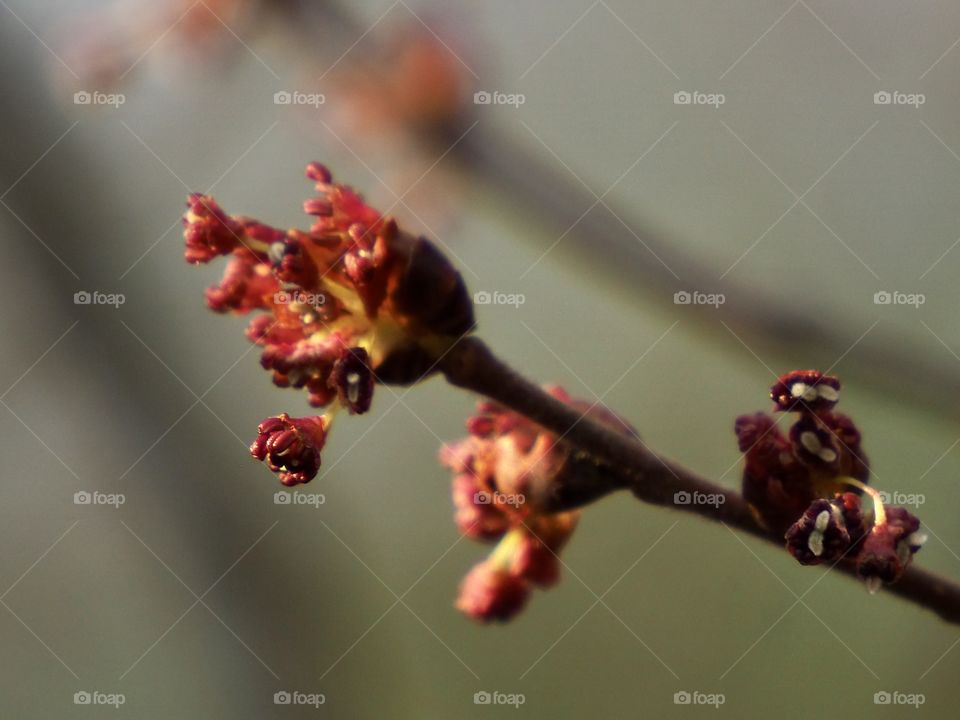 Flowering buds