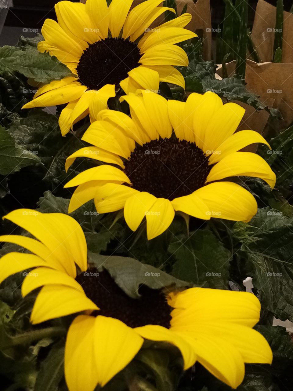 Sonnenblumen