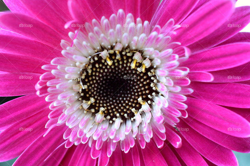 Pretty pink Gerber Daisy!